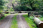 Een everzwijn op het wandelpad in de bossen bij Fourneau Saint-Michel
