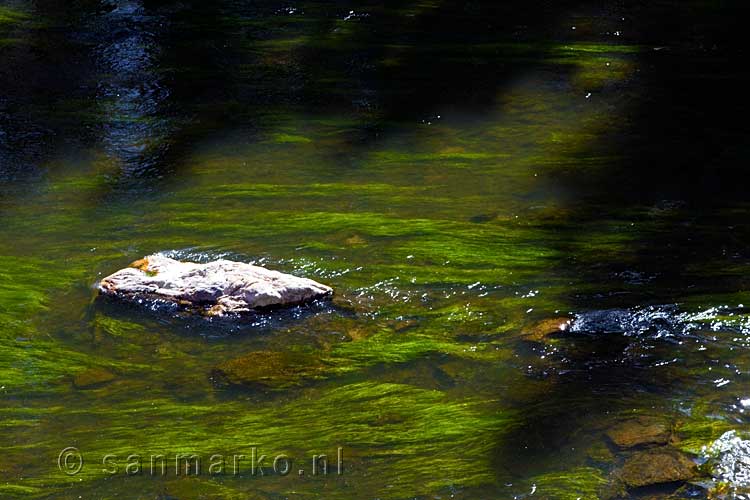 Mooie groene waterplanten in de La Semois bij Bouillon