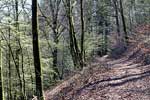 Het wandelpad door het bos in de richting van Poupehan