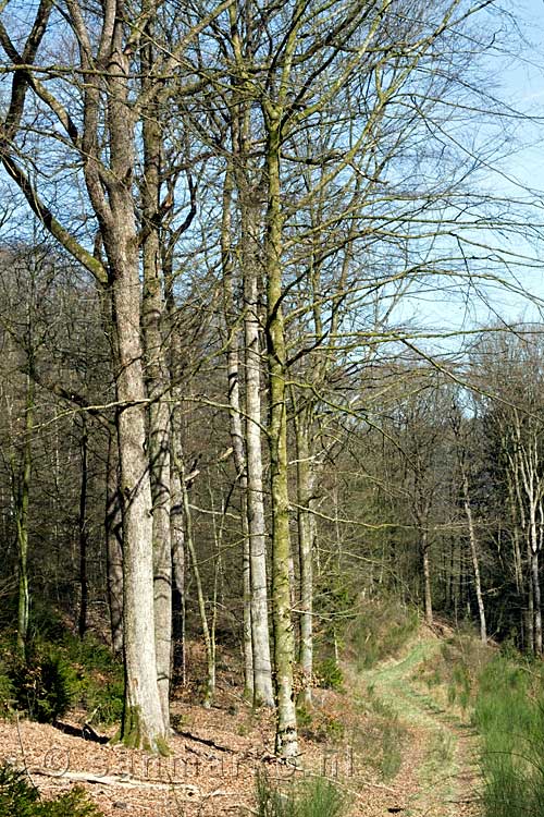 Het wandelpad op de terugweg van Corbion naar Bouillon