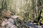 We wandelen door een leuk bos terug naar Bouillon in de Ardennen