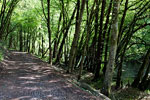 Het wandelpad aan het begin van de wandeling langs de Lesse richting Daverdisse