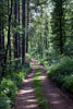 Het wandelpad door de bossen rondom Daverdisse in de Ardennen