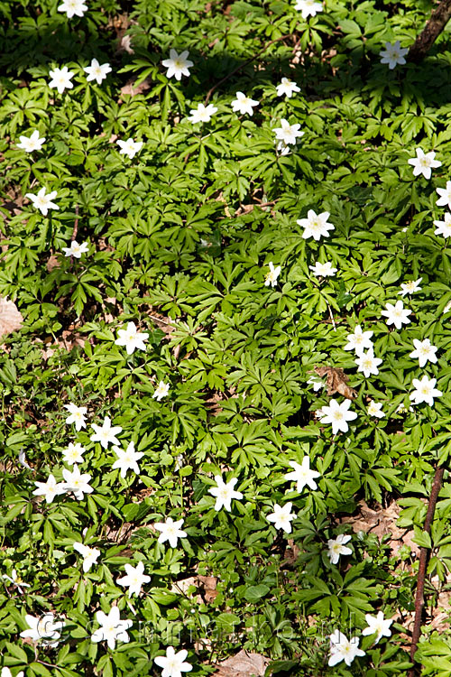 Bloeiende bosanemomen in de bossen bij Erezée in de Ardennen in België