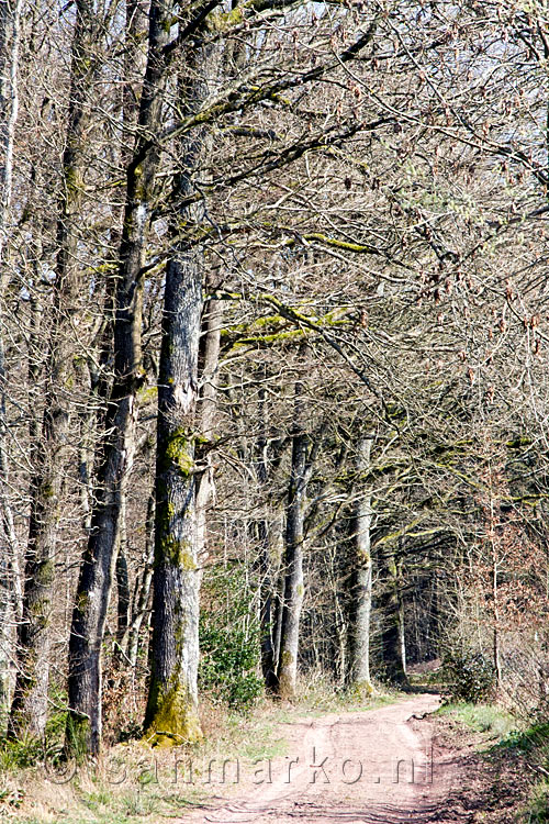 Wandelend door een schitterend stuk bos tussen Fanzel en Weris bij Erezée