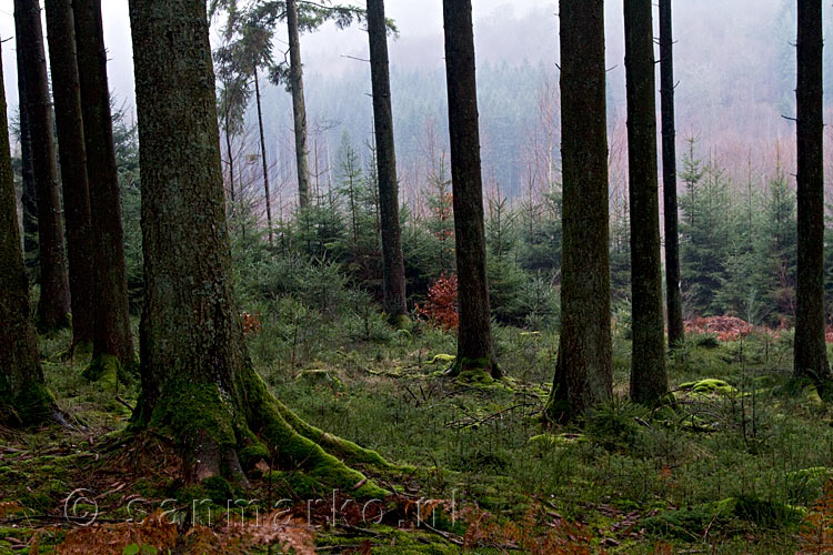 De schitterende natuur bij Fays-les-Veneurs in de Ardennen in België