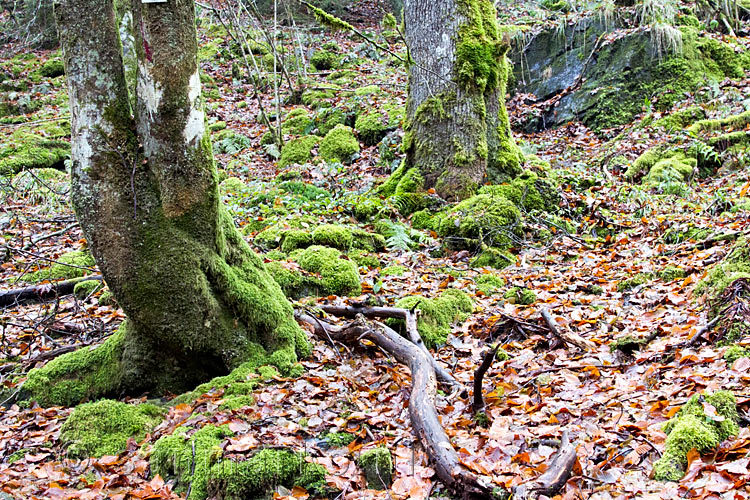 De mooie natuur rondom het wandelpad langs de Ruisseau des Aleines