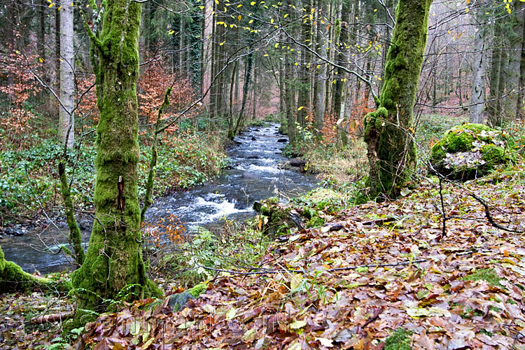 Een bruggetje over de Fays-les-Veneurs bij Fays-les-Veneurs in België