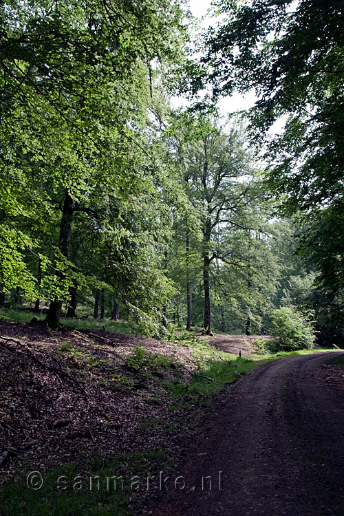 Het bos van Fourneau Saint-Michel is echt een mooi bos!