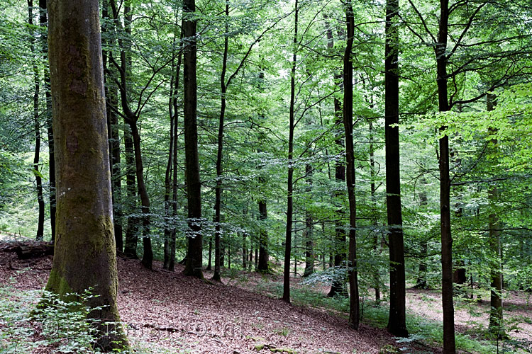 In deze bossen bij Fourneau Saint-Michelzijn er genoeg schuilplaatsen voor wild