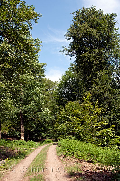 De diversiteit aan bomen in de bossen bij Fourneau Saint-Michel