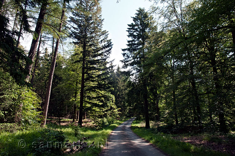 Het wandelpad door het mooie bos bij Fourneau Saint-Michel