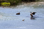 Canadese ganzen met een jong in het water bij de wildobservatiepost