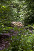 Het kleine stroompje van la Masblette in de bossen van Fourneau Saint-Michel