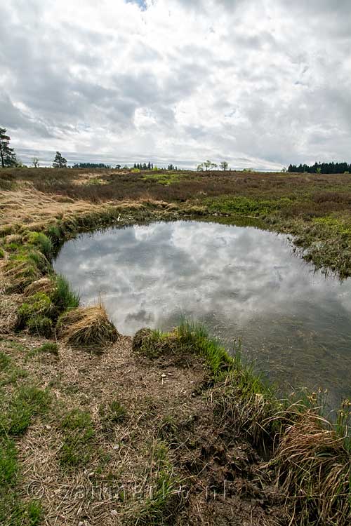 Eén van de vele vennen op de Malchamps in België