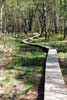 Over een vlonder pad wandelen we door het bos en verlaten we de Malchamps