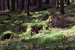 De mooie bossen rondom de vallei van Roanney in de Ardennen in België