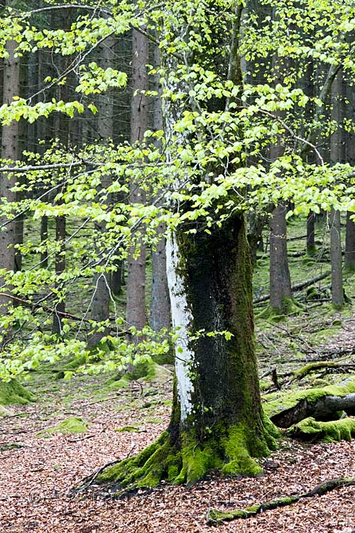 Eén van de vele mooie bomen in de bossen rondom Francorchamps in België