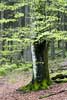 Eén van de vele mooie bomen in de bossen rondom Francorchamps in België