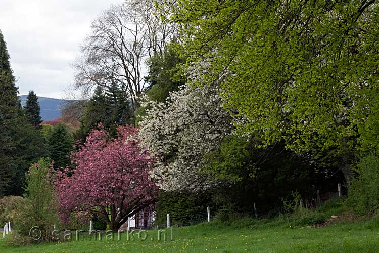 Fruitbomen in bloesem langs het wandelpad terug richting Malchamps