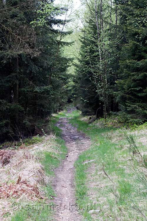 Het wandelpad tussen de bossen door terug naar Malchamps in de Ardennen