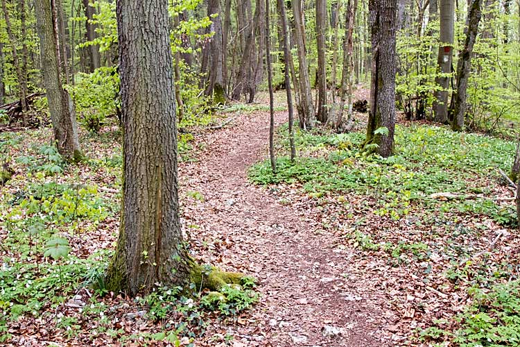 Het wandelpad door de mooie bossen bij Han-sur-Lesse in België