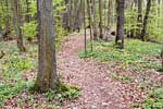 Het wandelpad door de mooie bossen bij Han-sur-Lesse in België