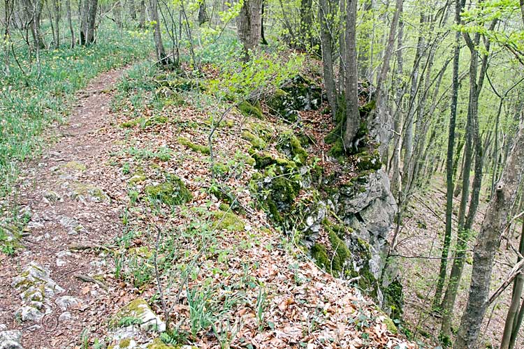 Langs de afgrond en bosanemonen wandelen we naar Han-sur-Lesse