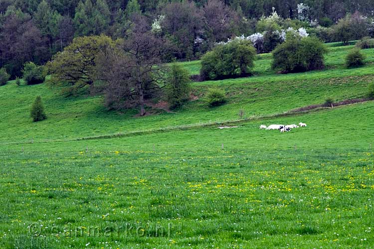 Koeien grazen in de wei in deze mooie Ardennen bij Han-sur-Lesse