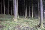 De dennenbomen langs het wandelpad in de bossen van Harre