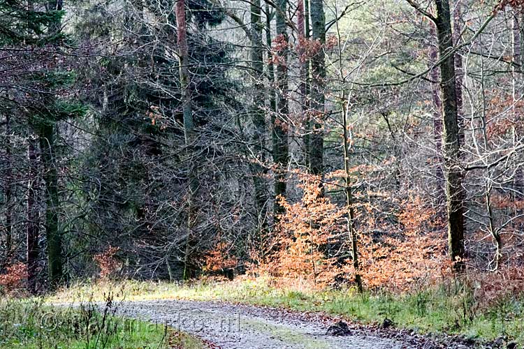 De zon schijnt op de bomen in het bos rondom Harre in België