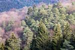 Mooie kleuren van de verschillende bomen in de bossen bij Harre