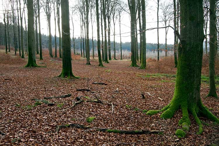 We wandelen door een mooi stuk bos bij Harre