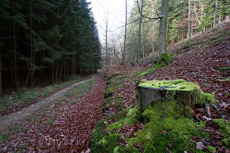 Een mooi uitzicht over het wandelpad door de bossen van Harre