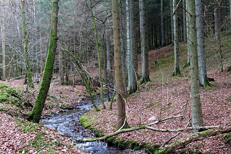 We wandelen langs een leuk riviertje in de bossen van Harre