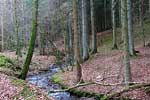 We wandelen langs een leuk riviertje in de bossen van Harre