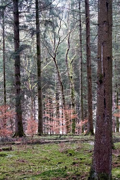 De mooie bossen op de Le Tombeau du Chevalier bij Herbeumont in België
