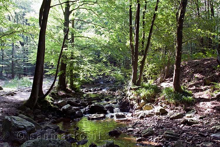 Aan het begin van de wandeling langs de La Statte in de Ardennen