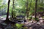 Aan het begin van de wandeling langs de La Statte in de Ardennen