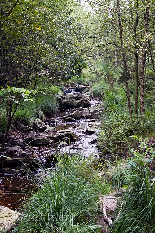 Langs de La Statte richting de Hoge Venen in de Ardennen