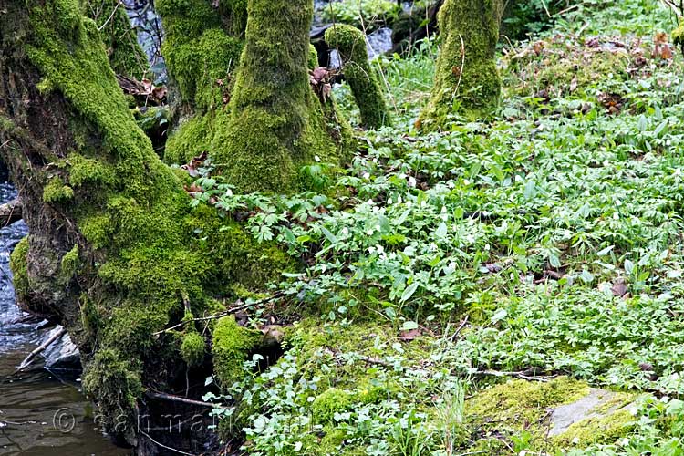 Bosanemomen langs de oever van de Lesse bij Lesse in de Ardennen