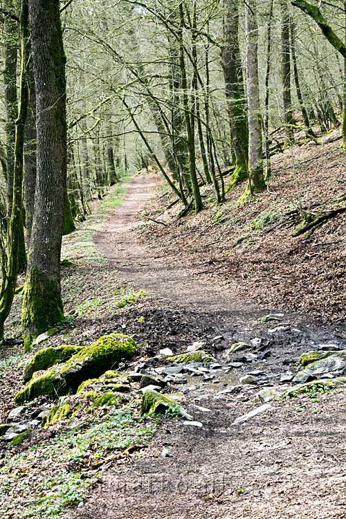 Een leuk wandelpad door de bossen bij Lesse in België