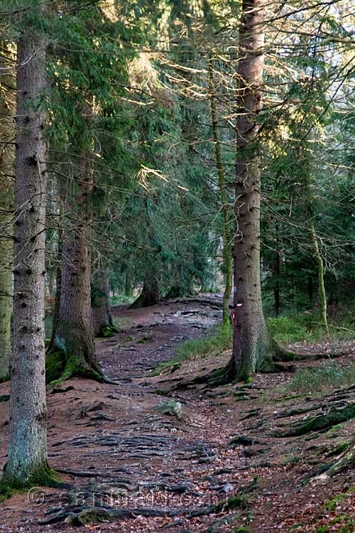 De mooie bossen tijdens onze wandeling langs de Ninglinspo en de Chefna