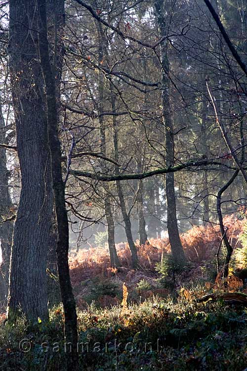 De zon op de bevroren varens tijdens onze wandeling in de Ardennen bij Noncèveux