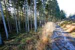 Wandelend langs de mooie productiebossen tussen de Ninglinspo en de Chefna