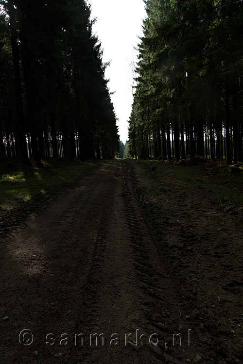 Wandelend over lange rechte stukken tussen de bossen bij Odeigne in de Ardennen