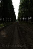 Wandelend over lange rechte stukken tussen de bossen bij Odeigne in de Ardennen