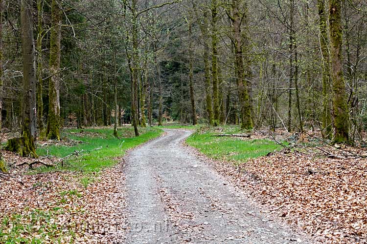 Het wandelpad door de mooie bossen bij Orchimont in de Ardennen