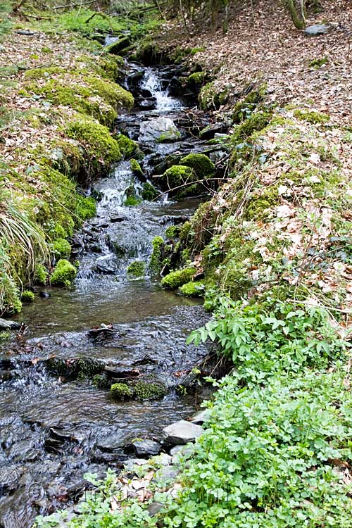 Een kleine leuke beek in de mooie bossen bij Orchimont