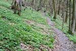 Een bos vol bosanemonen bij Orchimont in de Ardennen